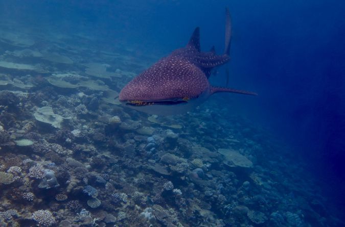 South Ari Marine Protected Area